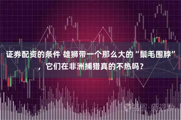 证券配资的条件 雄狮带一个那么大的“鬃毛围脖”，它们在非洲捕猎真的不热吗？
